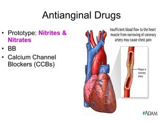 Antianginal Drugs Prototype:  Nitrites & Nitrates BB Calcium Channel Blockers (CCBs) 