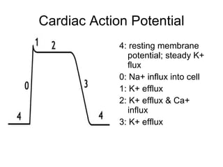 Cardiac Action Potential 4: resting membrane potential; steady K+ flux 0: Na+ influx into cell 1: K+ efflux 2: K+ efflux & Ca+ influx 3: K+ efflux 
