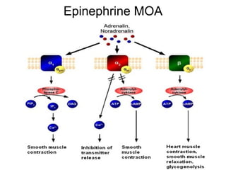 Epinephrine MOA 