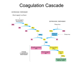 Coagulation Cascade 