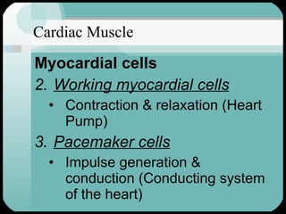 Cardiac Muscle Myocardial cells Working myocardial cells Contraction & relaxation (Heart Pump) Pacemaker cells Impulse generation & conduction (Conducting system of the heart) 