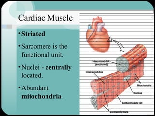 Cardiac Muscle Striated Sarcomere is the functional unit. Nuclei -  centrally  located. Abundant  mitochondria . 