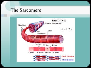 The Sarcomere 1.6 – 1.7  μ 