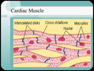 Cardiac Muscle 