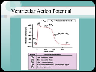 Ventricular Action Potential 
