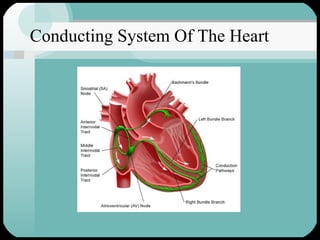 Conducting System Of The Heart 
