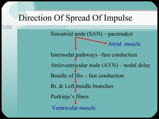 Direction Of Spread Of Impulse Sinoatrial node (SAN) – pacemaker   Internodal pathways –fast conduction Atrioventricular node (AVN) – nodal delay Bundle of His – fast conduction Rt. & Left bundle branches Purkinje’s fibers Atrial  muscle Ventricular muscle 