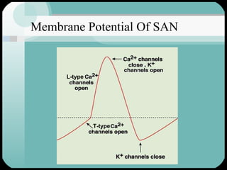 Membrane Potential Of SAN L-type T-type 
