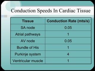 Conduction Speeds In Cardiac Tissue 1 Ventricular muscle 4 Purkinje system 1 Bundle of His 0.05 AV node 1 Atrial pathways 0.05 SA node Conduction Rate (mts/s) Tissue 