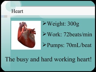 Weight: 300g Work: 72beats/min Pumps: 70mL/beat The busy and hard working heart! Heart 