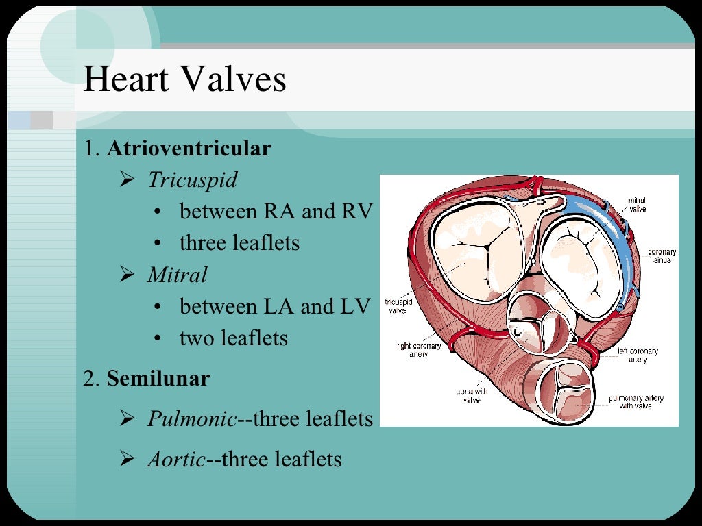 Cardiac muscle