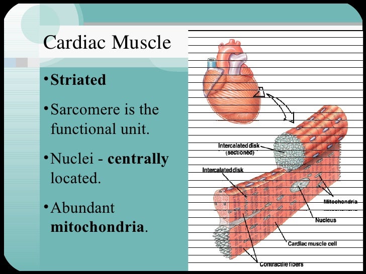 Cardiac muscle