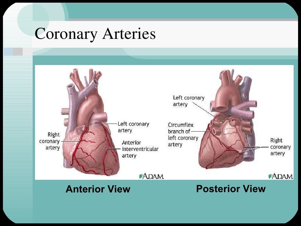 Cardiac muscle