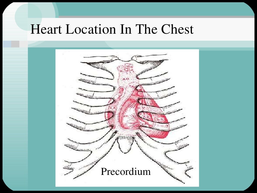 Cardiac muscle