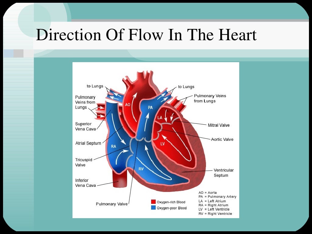 Cardiac muscle