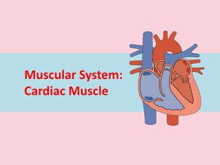 Muscular System:
Cardiac Muscle
 