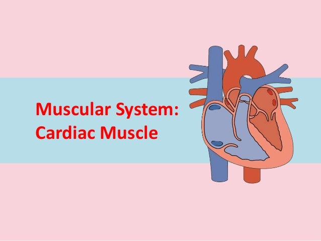 Muscular System: The Cardiac Muscle (Heart)