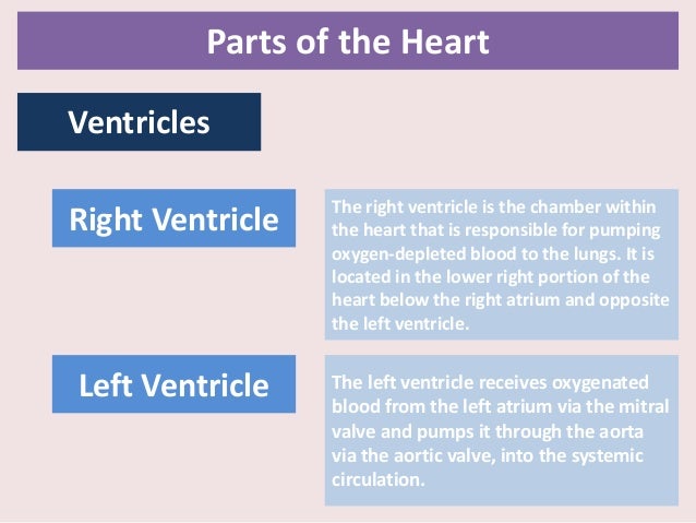 Muscular System The Cardiac Muscle Heart