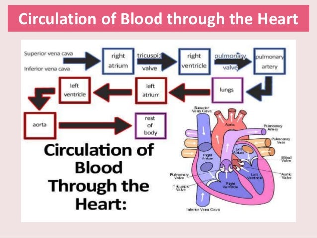 Muscular System: The Cardiac Muscle (Heart)