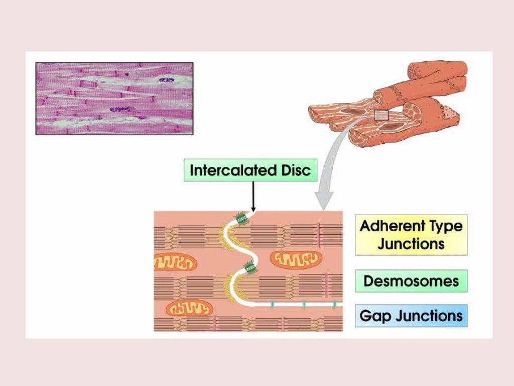 Muscular System: The Cardiac Muscle (Heart)