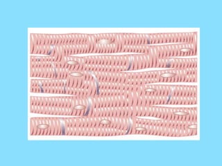 Cardiac muscle (The Guyton and Hall Physiology) | PPTX