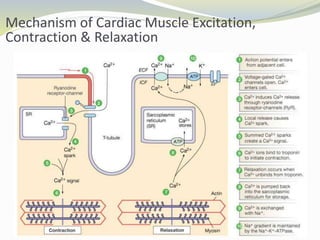 Mechanism of Cardiac Muscle Excitation,
Contraction & Relaxation
 
