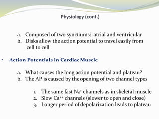 Physiology (cont.)
a. Composed of two synctiums: atrial and ventricular
b. Disks allow the action potential to travel easily from
cell to cell
• Action Potentials in Cardiac Muscle
a. What causes the long action potential and plateau?
b. The AP is caused by the opening of two channel types
1. The same fast Na+ channels as in skeletal muscle
2. Slow Ca++ channels (slower to open and close)
3. Longer period of depolarization leads to plateau
 