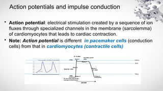 Cardiac muscle physiology 2025.pptx