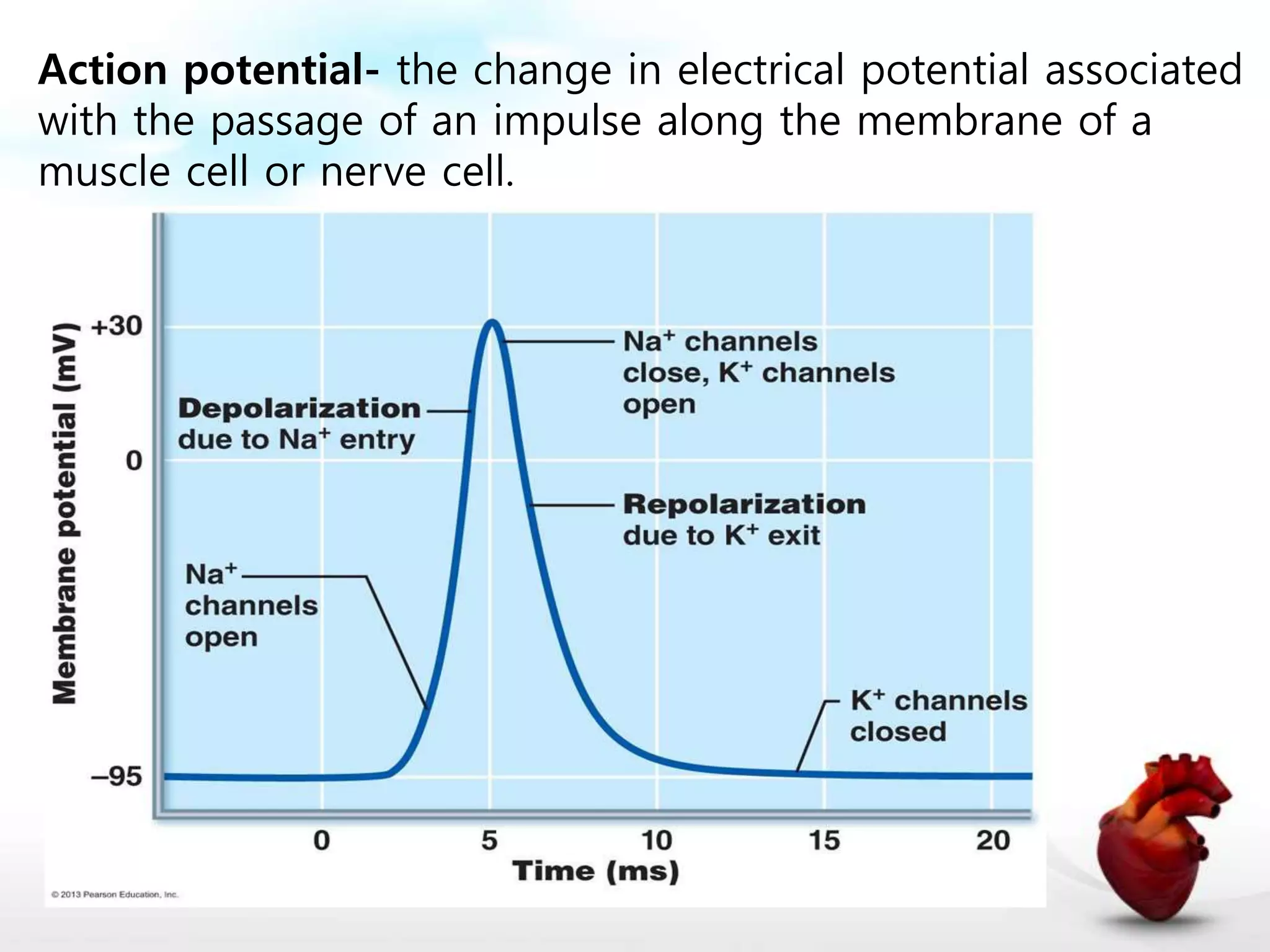 Cardiac muscle physiology | PPTX