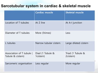 Differences Between Cardiac And Skeletal