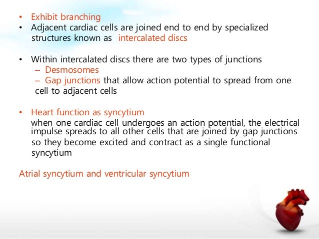 Cardiac muscle physiology