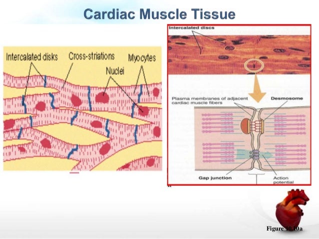 Cardiac muscle physiology