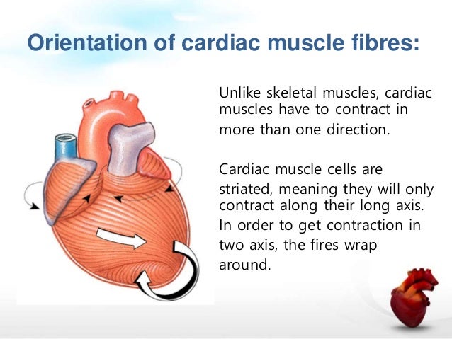 Cardiac muscle physiology
