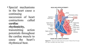 Cardiac Muscles of human heart Lec # 01.pptx