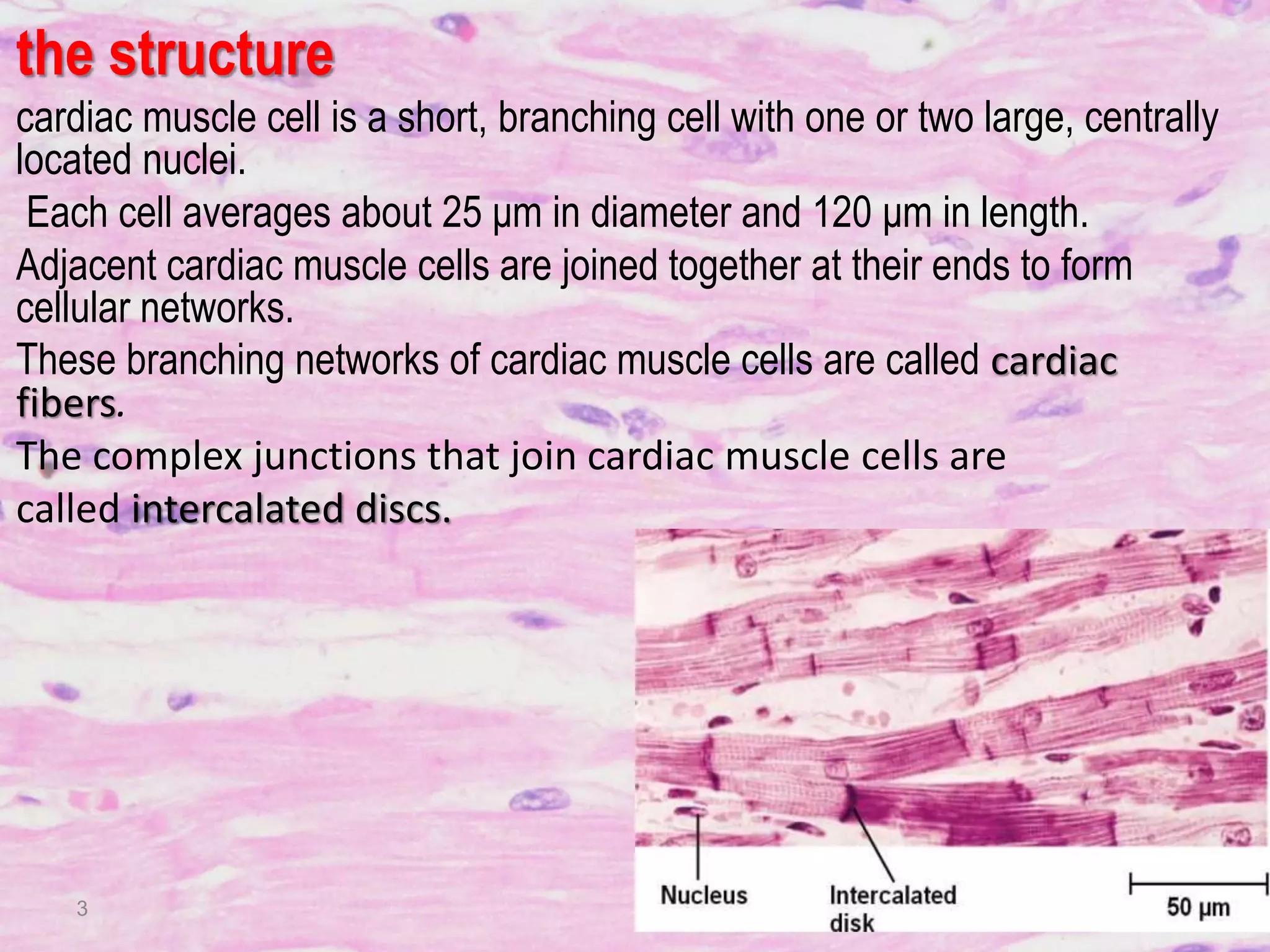 Cardiac muscle tissue | PPTX
