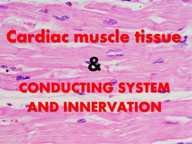 Cardiac muscle tissue
