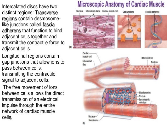 Cardiac muscle tissue