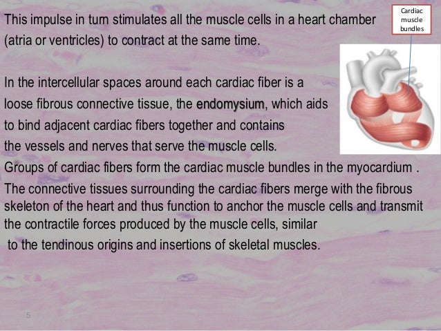 cardiac muscle tissue groups of tissues with the same function form