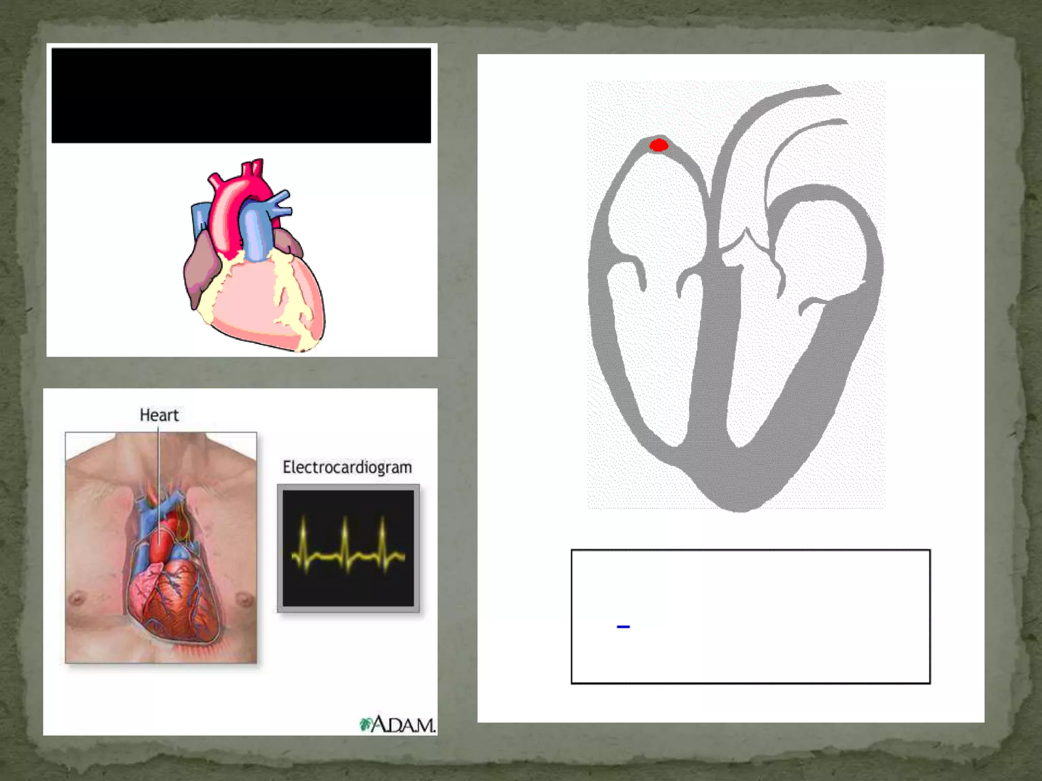 Cardiac muscle tissue and conducting system | PPTX