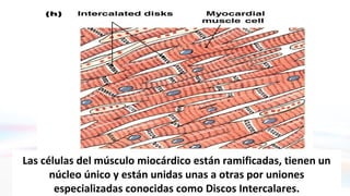 Figure 14-7h
Las células del músculo miocárdico están ramificadas, tienen un
núcleo único y están unidas unas a otras por uniones
especializadas conocidas como Discos Intercalares.
 