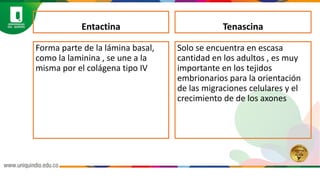 Cardiaco histologiapptx.pdf. Presentación | PDF