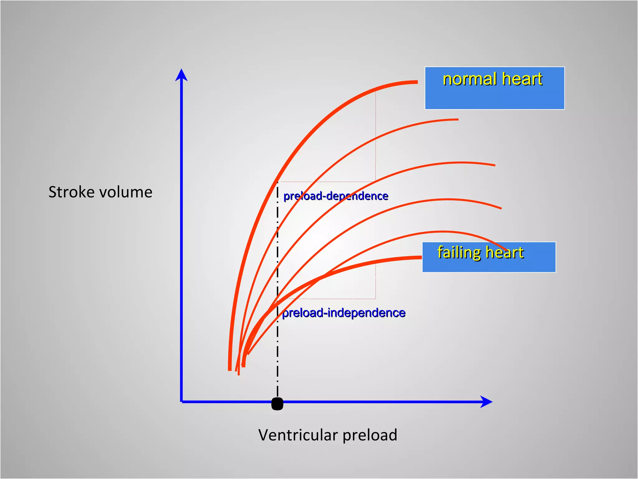 . Stroke volume Ventricular preload normal heart  failing heart  preload-dependence preload-independence 
