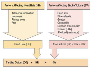 Cardiac Output | PPTX