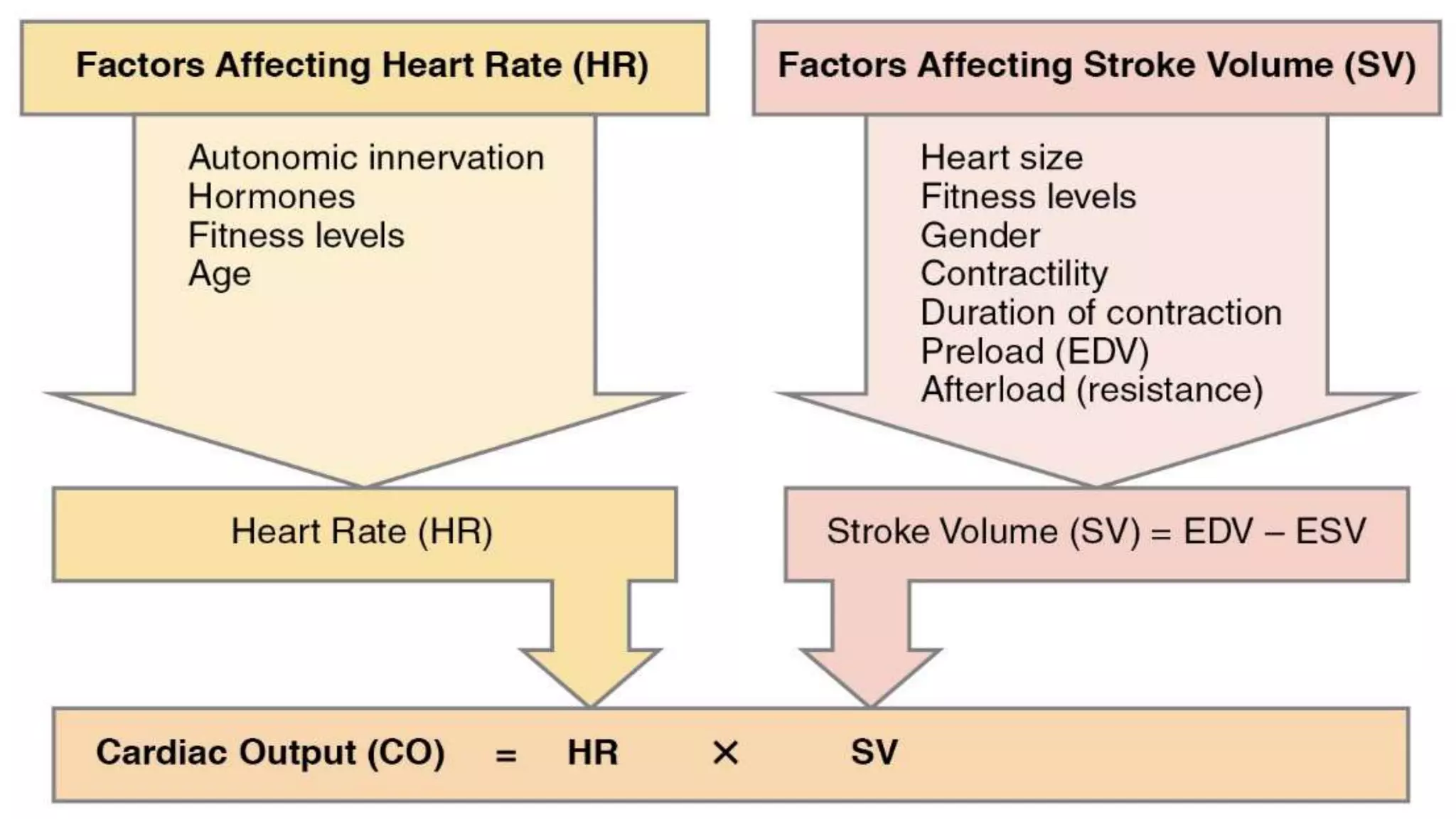 cardiac output.pptx