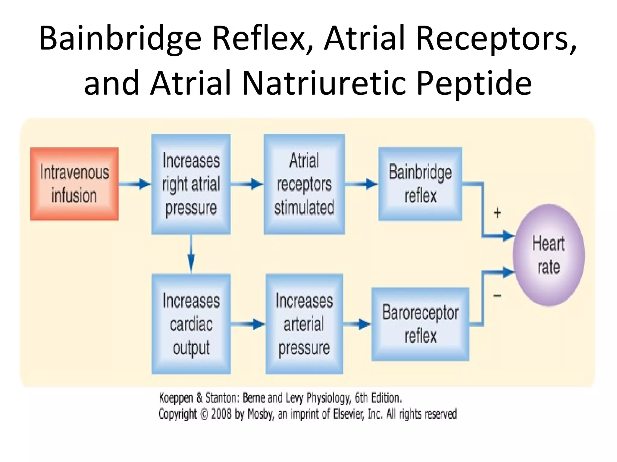 Bainbridge Reflex, Atrial Receptors,
and Atrial Natriuretic Peptide
 