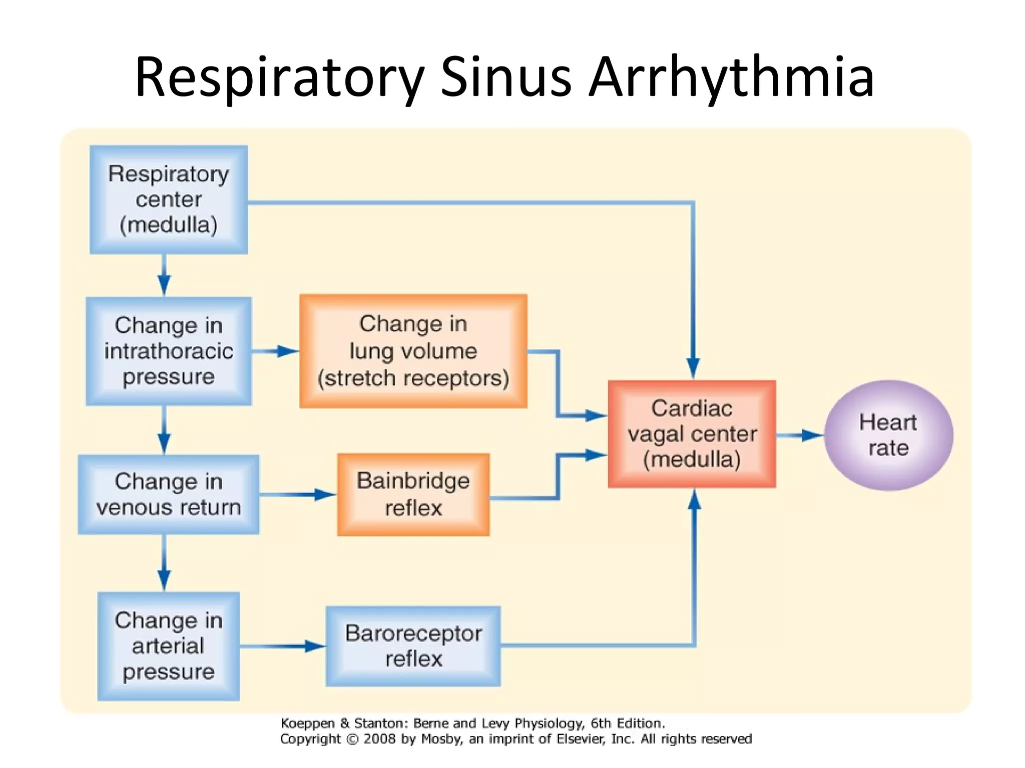 Respiratory Sinus Arrhythmia
 