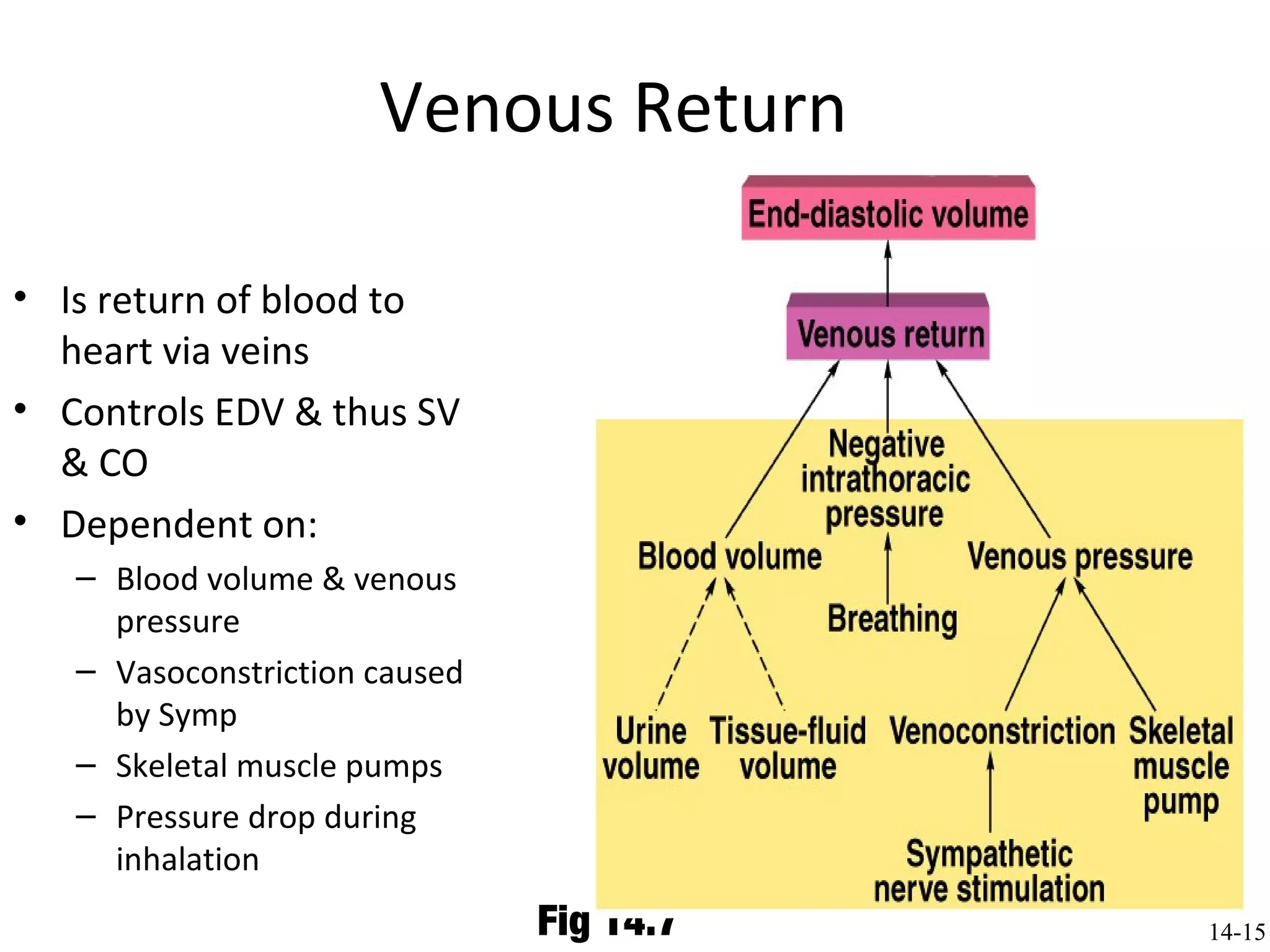 Venous Return
• Is return of blood to
heart via veins
• Controls EDV & thus SV
& CO
• Dependent on:
– Blood volume & venous
pressure
– Vasoconstriction caused
by Symp
– Skeletal muscle pumps
– Pressure drop during
inhalation
Fig 14.7 14-15
 