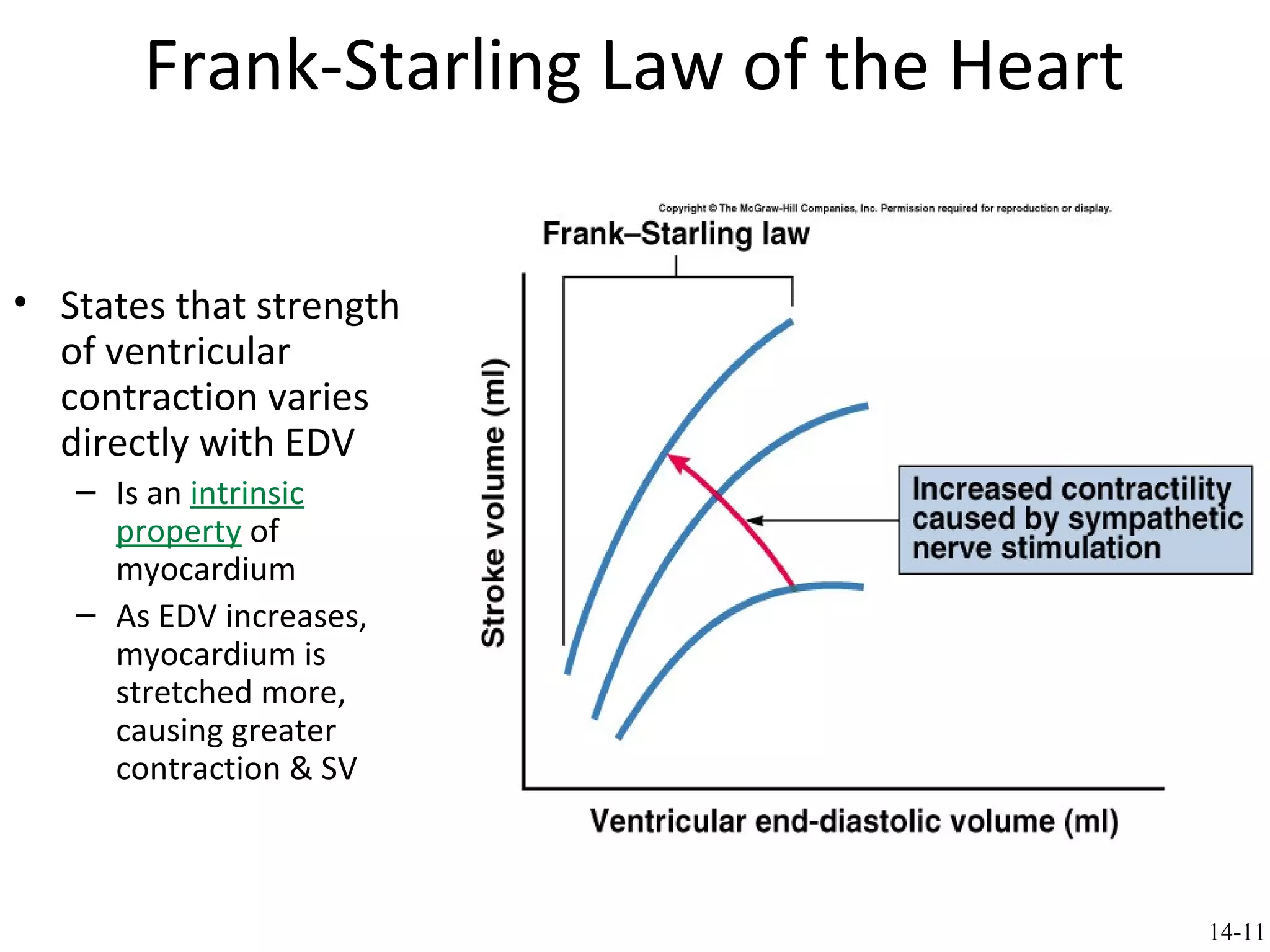 Frank-Starling Law of the Heart
• States that strength
of ventricular
contraction varies
directly with EDV
– Is an intrinsic
property of
myocardium
– As EDV increases,
myocardium is
stretched more,
causing greater
contraction & SV
14-11
 