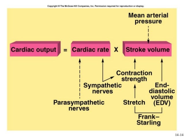 venous return