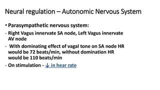 Neural regulation – Autonomic Nervous System
• Parasympathetic nervous system:
- Right Vagus innervate SA node, Left Vagus innervate
AV node
- With dominating effect of vagal tone on SA node HR
would be 72 beats/min, without domination HR
would be 110 beats/min
- On stimulation - ↓ in hear rate
 